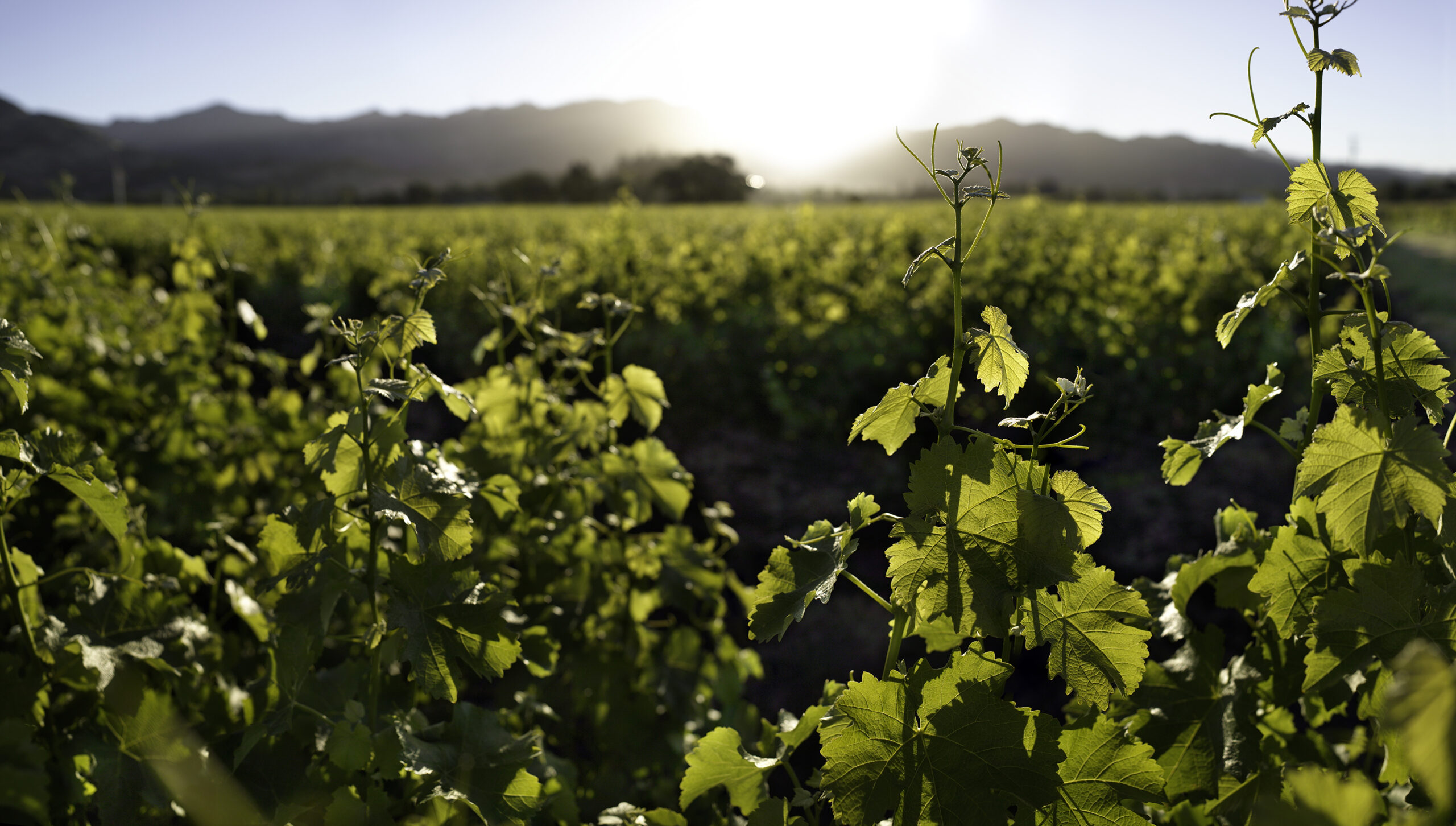Closeup of wine grapes vine canes in foreground with flat vineyard and hills in background