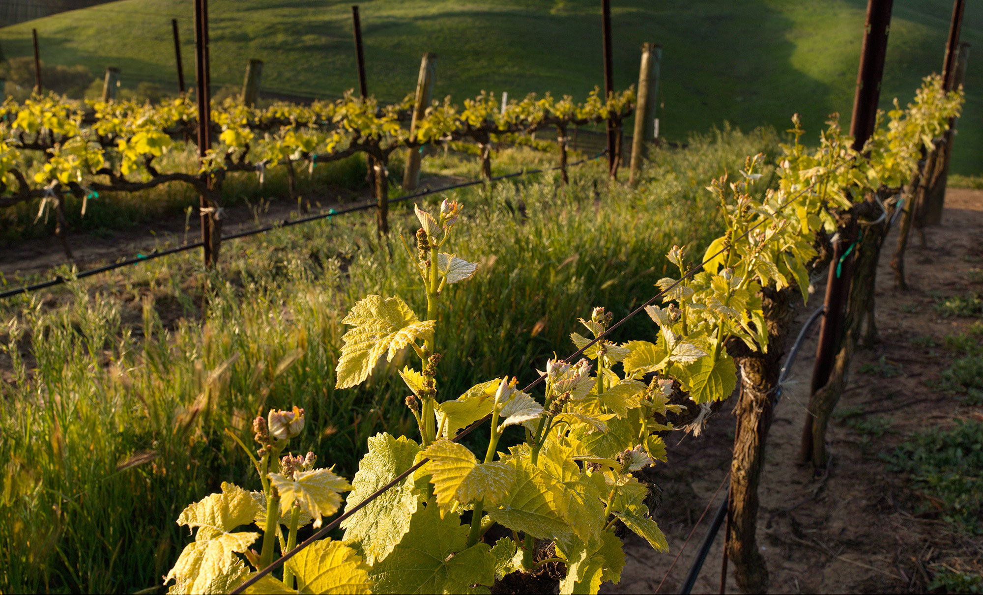 Close up of grape vine rows in a vineyard with late afternoon sun on the vines and a hint of rolling green hills in the background