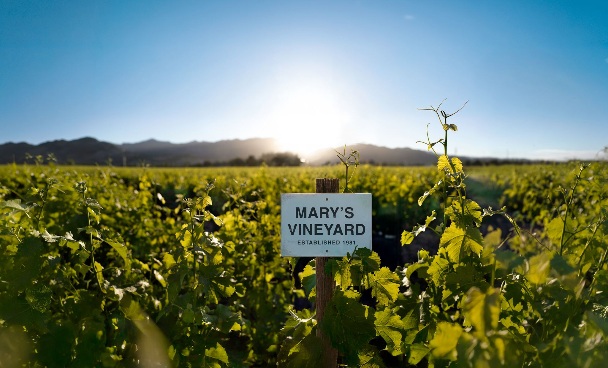 A vineyard scene with a field of grapevines in the foreground with a sign that says 